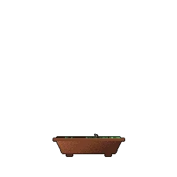 A procedurally generated pixel-art bonsai growing from a seed into a full tree